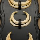 Arene di facocero, 3 paia di zanne, max. 14-19,9 cm, cinghiale, trofei africani, targhe