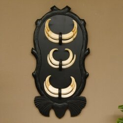 Arene di facocero, 3 paia di zanne, max. 14-19,9 cm, cinghiale, trofei africani, targhe