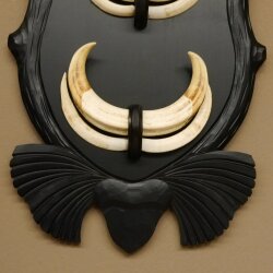 Arene di facocero, 3 paia di zanne, max. 14-19,9 cm, cinghiale, trofei africani, targhe