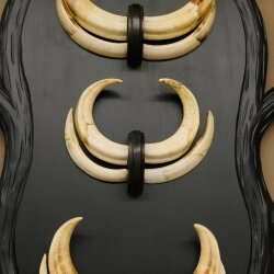 Arene di facocero, 3 paia di zanne, max. 14-19,9 cm, cinghiale, trofei africani, targhe