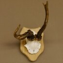Deer antlers abnormal deer antlers horns roebuck trophy...