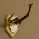 Deer antlers abnormal deer antlers horns roebuck trophy...