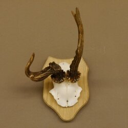 Rehgeweih abnormes Reh Geweih Gehörn Rehbock Trophäe auf Trophäenschild 606.129