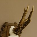 Rehgeweih Reh Geweih Gehörn Rehbock Trophäe auf geschnitztem Trophäenschild 606.131