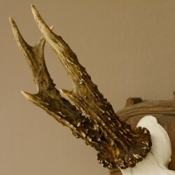 Rehgeweih Reh Geweih Gehörn Rehbock Trophäe auf geschnitztem Trophäenschild 606.131