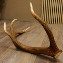 Rothirsch Stange 10 ender Gewicht 1,57 kg Länge 80 cm Hirsch Abwurfstange 71.1.170