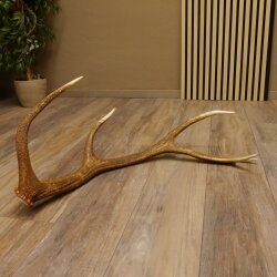 Rothirsch Stange 10 ender Gewicht 1,57 kg Länge 80 cm Hirsch Abwurfstange 71.1.170