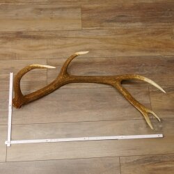 Rothirsch Stange 10 ender Gewicht 1,57 kg Länge 80 cm Hirsch Abwurfstange 71.1.170