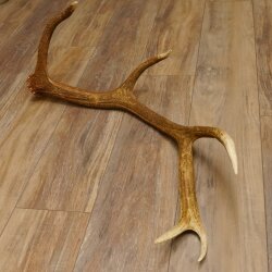 Rothirsch Stange 10 ender Gewicht 1,57 kg Länge 80 cm Hirsch Abwurfstange 71.1.170