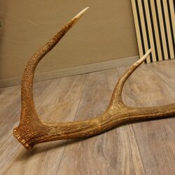 Rothirsch Stange 10 ender Gewicht 1,57 kg Länge 80 cm Hirsch Abwurfstange 71.1.170
