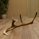 Rothirsch Stange 10 ender Gewicht 1,43 kg Länge 79 cm Hirsch Abwurfstange 71.1.172