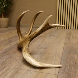 Rothirsch Stange 10 ender Gewicht 1,43 kg Länge 79 cm Hirsch Abwurfstange 71.1.172