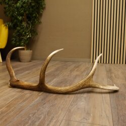 Rothirsch Stange 10 ender Gewicht 1,43 kg Länge 79 cm Hirsch Abwurfstange 71.1.172