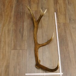 Rothirsch Stange 10 ender Gewicht 1,43 kg Länge 79 cm Hirsch Abwurfstange 71.1.172