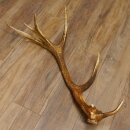 Rothirsch Stange 14 ender Gewicht 2,16 kg Länge 86...