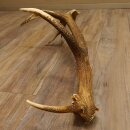Rothirsch Stange 14 ender Gewicht 2,16 kg Länge 86 cm Hirsch Abwurfstange 71.1.180