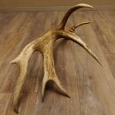 Rothirsch Stange 14 ender Gewicht 2,16 kg Länge 86 cm Hirsch Abwurfstange 71.1.180