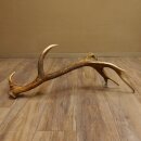 Rothirsch Stange 14 ender Gewicht 2,16 kg Länge 86 cm Hirsch Abwurfstange 71.1.180