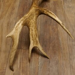 Rothirsch Stange 14 ender Gewicht 2,16 kg Länge 86 cm Hirsch Abwurfstange 71.1.180
