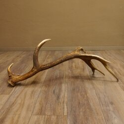 Rothirsch Stange 14 ender Gewicht 2,16 kg Länge 86 cm Hirsch Abwurfstange 71.1.180