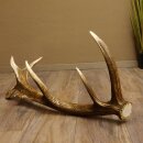 Rothirsch abgesägte Stange 14 ender Gewicht 2,76 kg Länge 91 cm Hirsch Abwurfstange 71.1.183
