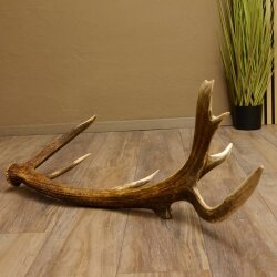 Rothirsch abgesägte Stange 14 ender Gewicht 2,76 kg Länge 91 cm Hirsch Abwurfstange 71.1.183