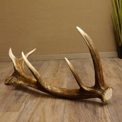 Rothirsch abgesägte Stange 14 ender Gewicht 2,76 kg Länge 91 cm Hirsch Abwurfstange 71.1.183