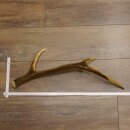Rothirsch Stange 6 ender Gewicht 0,52 kg Länge 70 cm Hirsch Abwurfstange 71.1.185
