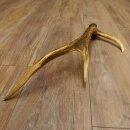 Rothirsch Stange 6 ender Gewicht 0,52 kg Länge 70 cm Hirsch Abwurfstange 71.1.185
