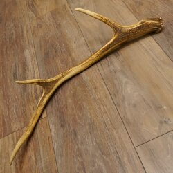 Rothirsch Stange 6 ender Gewicht 0,52 kg Länge 70 cm Hirsch Abwurfstange 71.1.185