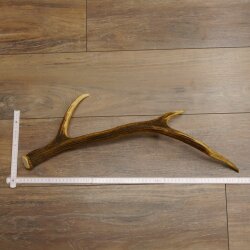 Rothirsch Stange 6 ender Gewicht 0,52 kg Länge 70 cm Hirsch Abwurfstange 71.1.185