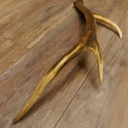 Rothirsch Stange 6 ender Gewicht 0,52 kg Länge 70 cm Hirsch Abwurfstange 71.1.185