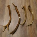 4 x Rothirschstange Hirschstangen Hirsch Stange Abwurfstangen für Bastler 71.3.46