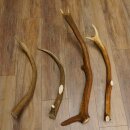4 x Rothirschstange Hirschstangen Hirsch Stange Abwurfstangen für Bastler 71.3.46
