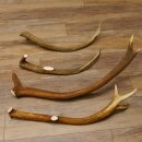 4 x Rothirschstange Hirschstangen Hirsch Stange Abwurfstangen für Bastler 71.3.46
