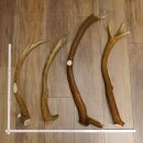 4 x Rothirschstange Hirschstangen Hirsch Stange...