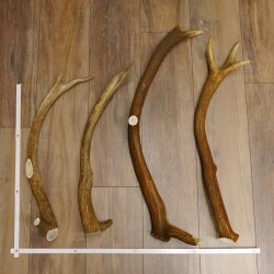 4 x Rothirschstange Hirschstangen Hirsch Stange Abwurfstangen für Bastler 71.3.46