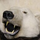 IJsbeer vacht beer vloerkleed met opgezette kop IJsbeer vloerkleed XL taxidermie met vergunning voor verkoop
