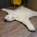 IJsbeer vacht beer vloerkleed met opgezette kop IJsbeer vloerkleed XL taxidermie met vergunning voor verkoop