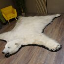 IJsbeer vacht beer vloerkleed met opgezette kop IJsbeer vloerkleed XL taxidermie met vergunning voor verkoop