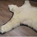 IJsbeer vacht beer vloerkleed met opgezette kop IJsbeer vloerkleed XL taxidermie met vergunning voor verkoop