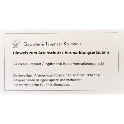 IJsbeer vacht beer vloerkleed met opgezette kop IJsbeer vloerkleed XL taxidermie met vergunning voor verkoop