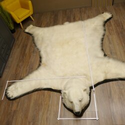 IJsbeer vacht beer vloerkleed met opgezette kop IJsbeer vloerkleed XL taxidermie met vergunning voor verkoop