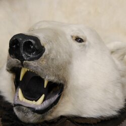 IJsbeer vacht beer vloerkleed met opgezette kop IJsbeer vloerkleed XL taxidermie met vergunning voor verkoop