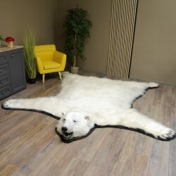 IJsbeer vacht beer vloerkleed met opgezette kop IJsbeer vloerkleed XL taxidermie met vergunning voor verkoop