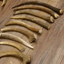 30 piezas de cuernos de ciervo damán serrados Peso: 4,86 kg Lote de ciervos damán