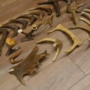 30 piezas de cuernos de ciervo damán serrados Peso: 4,86 kg Lote de ciervos damán