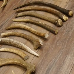 30 piezas de cuernos de ciervo damán serrados Peso: 4,86 kg Lote de ciervos damán