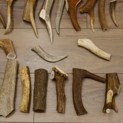 30 parti di corna di daino segate Peso 4,8 kg Lotto di corna di cervo