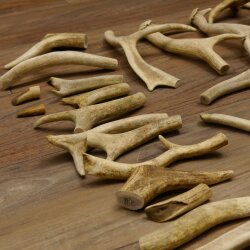 65 x Geweihteilen Hirschteile Stangen abgesägt Gewicht 5,1 kg Hirsch Konvolut
